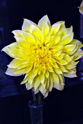 Dahlia