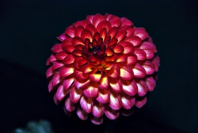 Dahlia