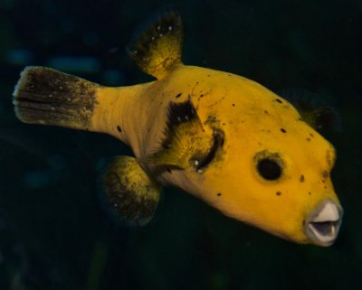 Guineafowl Puffer