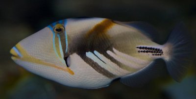 Picaso Triggerfish