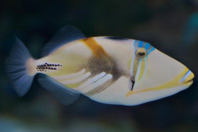 Picaso Trigerfish