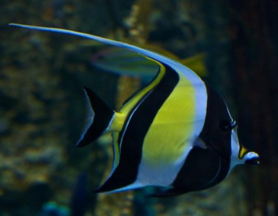 Moorish Idol