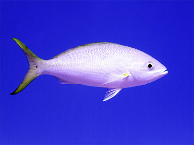 Yellow Tailed Snapper From Side