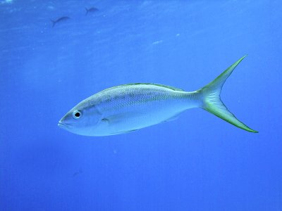 Yellow Tailed Snapper From Side 2