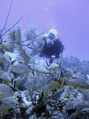 Diver at the Gully 2