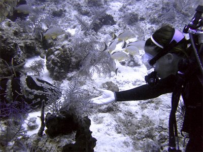 Freindly Grouper Approaching Diver