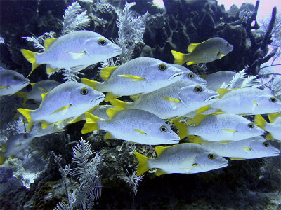 Group of Schoolmaster Fish
