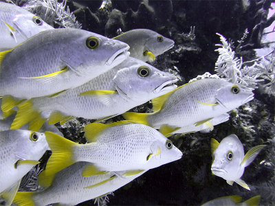 Group of Schoolmaster Fish 2