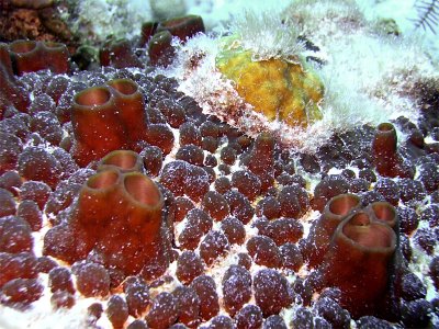 Hard Coral on a Sponge