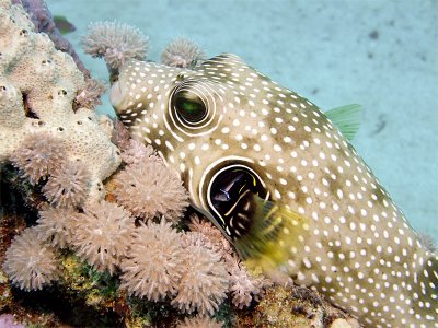 Puffer Fish Being Cleaned 01