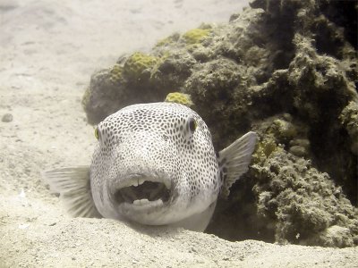 Puffer Fish from Front