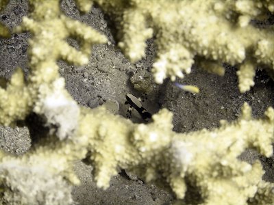 Gobi Through Staghorn Coral