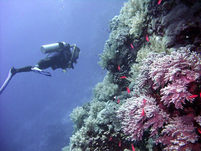 Diver on a Wall 01