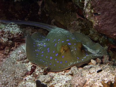 Blue Spotted Ray 11
