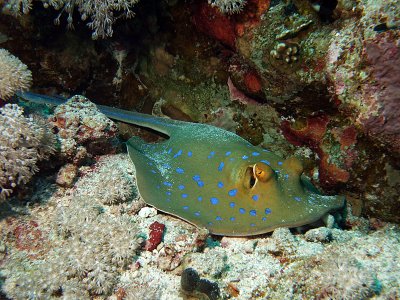 Blue Spotted Ray 12
