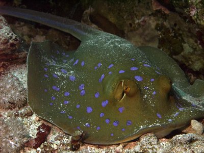 Blue Spotted Ray 13