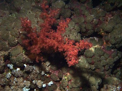 Red Soft Coral at Night 01