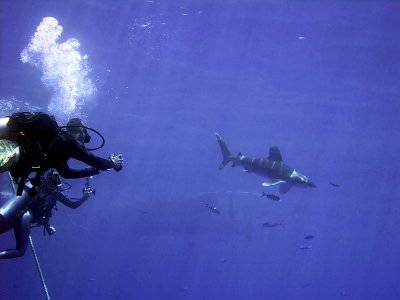 Photographing an Oceanic Whitetip 18