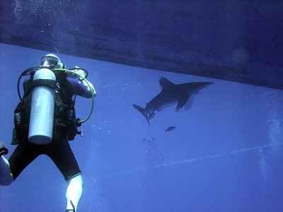 Photographing an Oceanic Whitetip 19