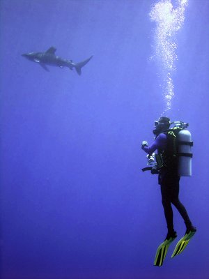 Watching the Oceanic Whitetip 03