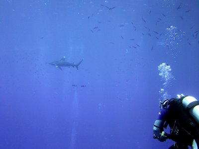 Watching the Oceanic Whitetip 06