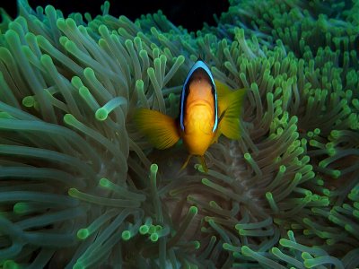 Anemone Fish in Anemone 01