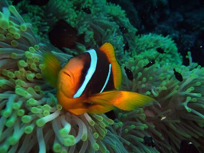 Anemone Fish in Anemone 06