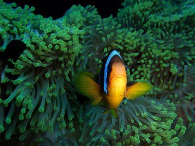 Anemone Fish in Anemone 07