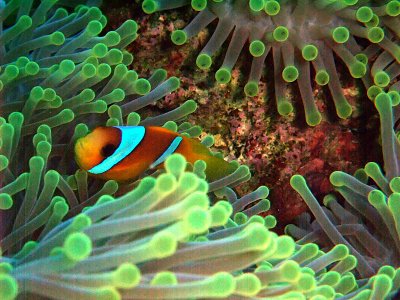 Anemone Fish in Anemone 10
