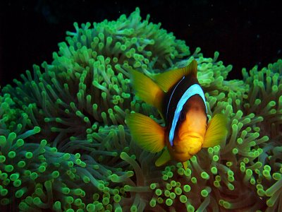 Anemone Fish in Anemone 11