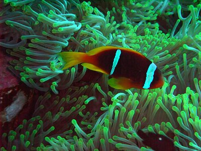 Anemone Fish in Anemone 12