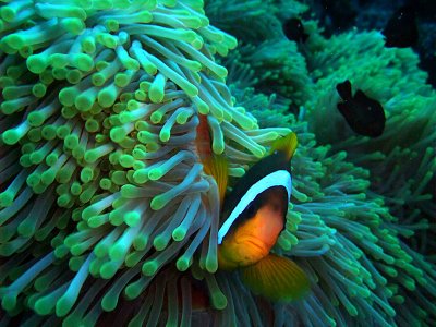 Domino Damselfish  Anemone Fish in Anemone 02