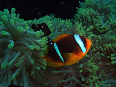 Domino Damselfish  Anemone Fish in Anemone 04