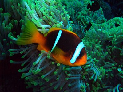 Domino Damselfish  Anemone Fish in Anemone 05