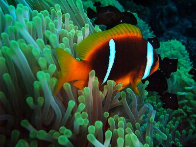 Domino Damselfish  Anemone Fish in Anemone 06