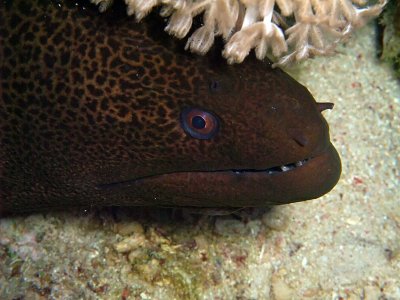 Moray Eel Under Soft Coral 02