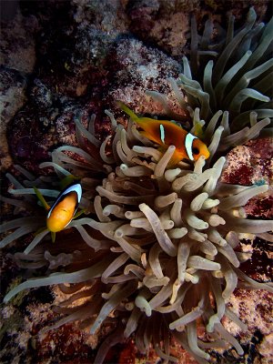 Clownfish in Anemone 03