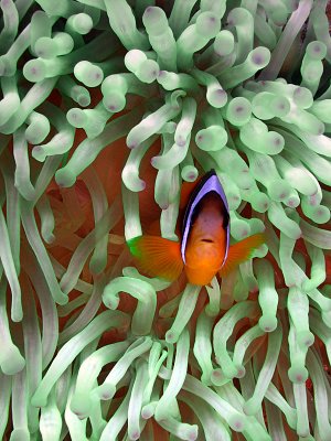Clownfish in Anemone 04