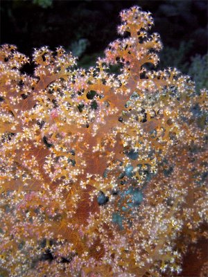 Pink and Orange Soft Coral Tree