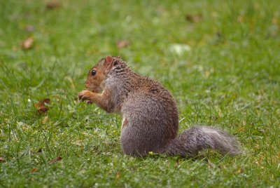 Young Grey Squirrel 06