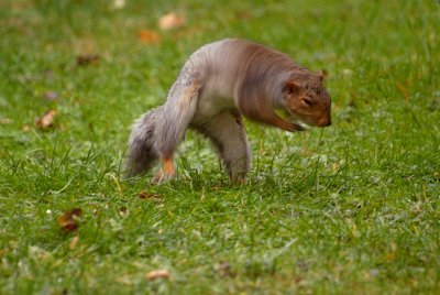 Young Grey Squirrel 08