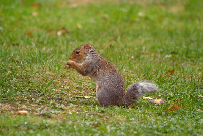 Young Grey Squirrel 11