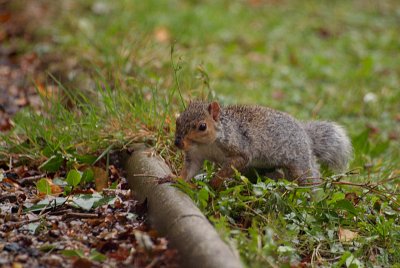 Young Grey Squirrel 25