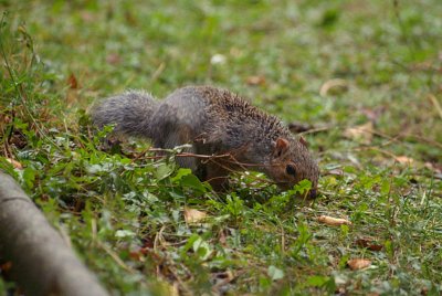 Young Grey Squirrel 21