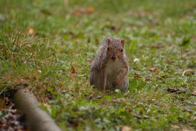 Young Grey Squirrel 23