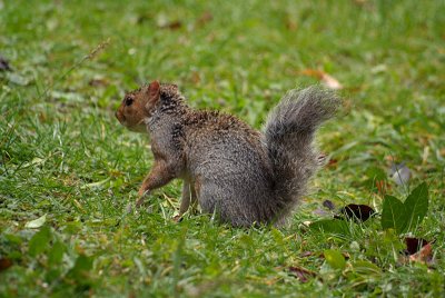 Young Grey Squirrel 26