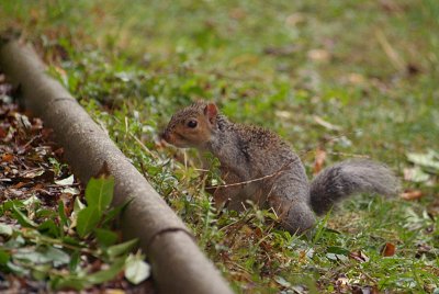 Young Grey Squirrel 28