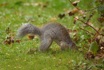 Young Grey Squirrel Burying Nuts