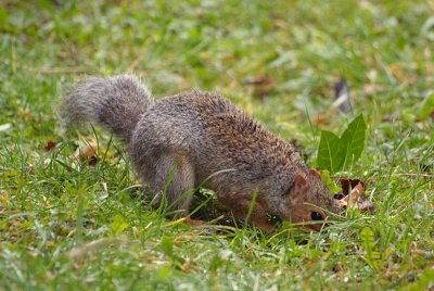Young Grey Squirrel Burying Nuts 02