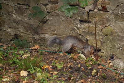 Young Grey Squirrel Burying Nuts 03